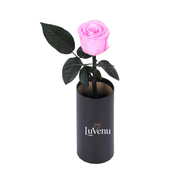 Classic Single Eternal Rose