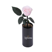 Classic Single Eternal Rose