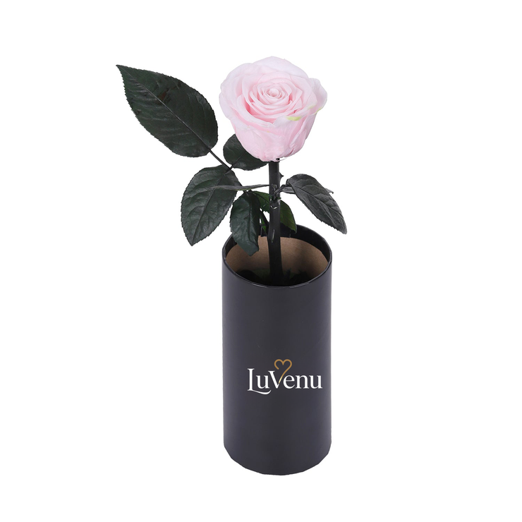 Classic Single Eternal Rose