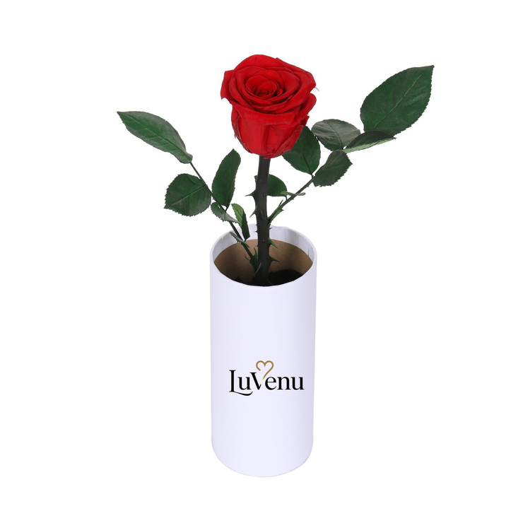 Classic Single Eternal Rose
