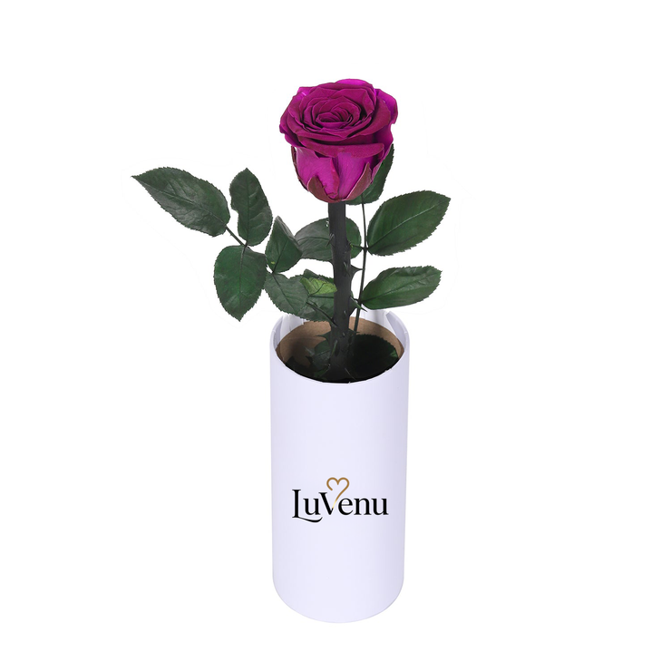 Classic Single Eternal Rose
