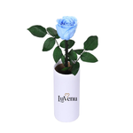 Classic Single Eternal Rose