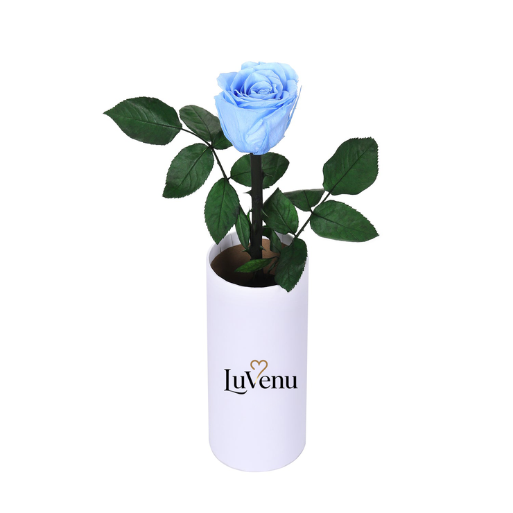 Classic Single Eternal Rose