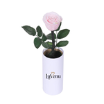 Classic Single Eternal Rose