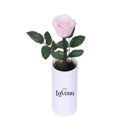 Classic Single Eternal Rose